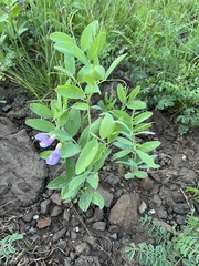 Lathyrus lanszwertii