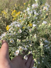 Symphyotrichum ericoides