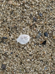 Crassostrea virginica