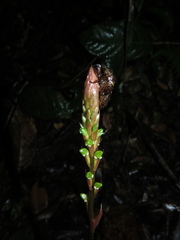 Prescottia cordifolia