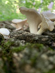 Pleurotus