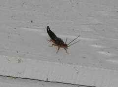 Euborellia annulipes