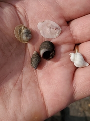 Crassostrea virginica