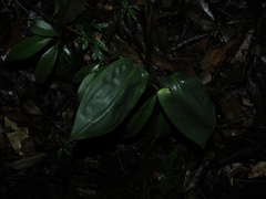 Prescottia cordifolia