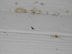 Euborellia annulipes