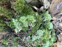 Leucobryum