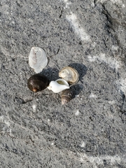 Crassostrea virginica