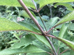 Eutrochium purpureum