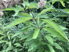 Eutrochium purpureum