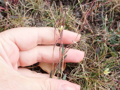 Lactuca saligna