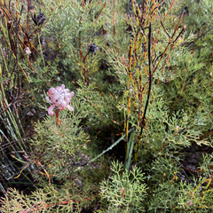 Serruria gremialis