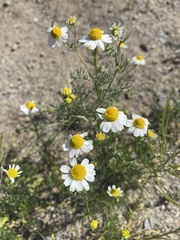 Matricaria chamomilla