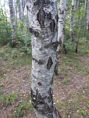 Betula