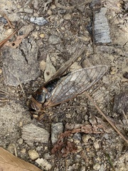 Cicadidae