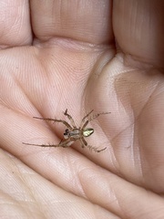 Neoscona arabesca