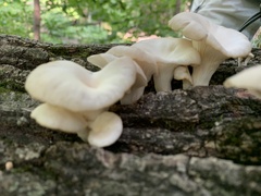 Pleurotus