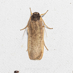 Noctuoidea