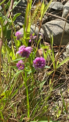 Polygala sanguinea