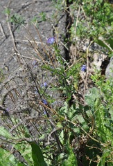 Echium vulgare
