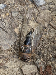 Cicadidae