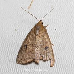 Noctuoidea