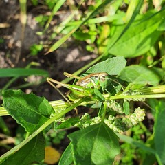 Roeseliana roeselii