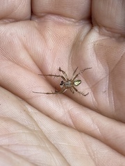 Neoscona arabesca