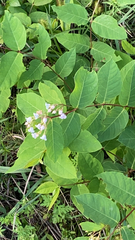 Apocynum androsaemifolium