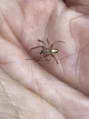 Neoscona arabesca