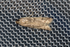 Phycitodes reliquellum