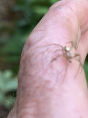 Neoscona arabesca