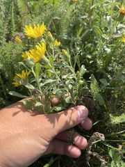 Heterotheca villosa