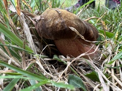 Neoboletus luridiformis