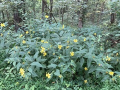Helianthus decapetalus