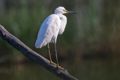 Egretta thula