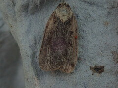 Pseudohermonassa bicarnea