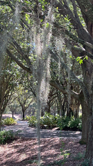 Tillandsia usneoides