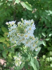 Symphyotrichum urophyllum
