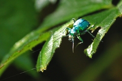 Cicindela sexguttata