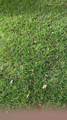 Stenotaphrum secundatum