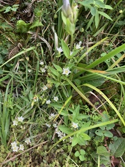 Gentiana douglasiana
