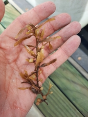 Sargassum