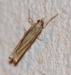 Ancylolomia