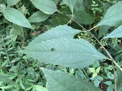 Helianthus decapetalus