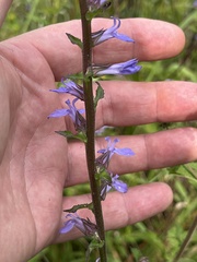 Lobelia puberula