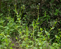Stellaria chilensis