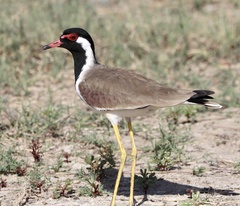 Vanellus indicus