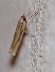 Ancylolomia