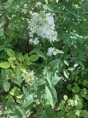 Symphyotrichum urophyllum