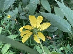 Helianthus decapetalus